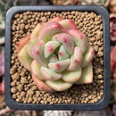 Echeveria 'White Champaign' 1" Succulent Plant