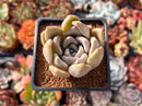 Echeveria 'Jinjuhee' 2" Powdery Succulent Plant