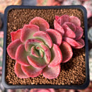 Echeveria 'Silk-Q' 2" Succulent Plant