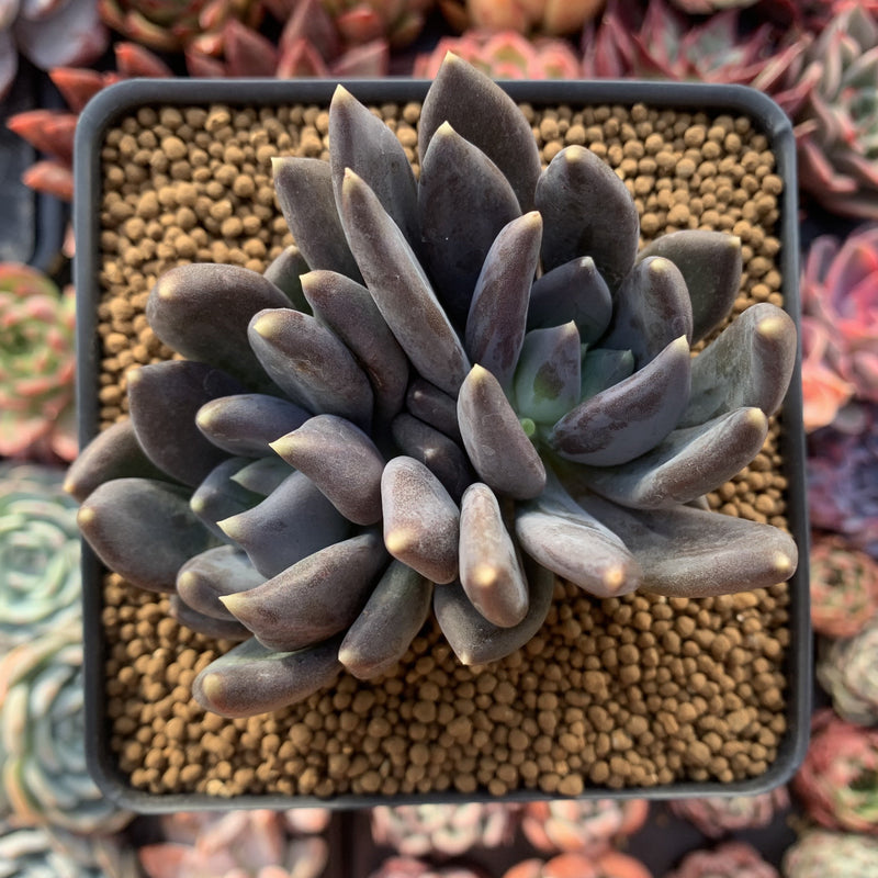 black swan succulent Echeveria Agavoides 'Black Swan' Double Headed Cluster 4" Succulent Pl – True Succulents Plant Co
