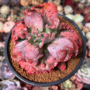 Echeveria 'Speed Bump' 4" Succulent Plant