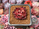 Echeveria Agavoides 'Taurus' 1" Succulent Plant