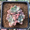 Echeveria sp. 1" Succulent Plant