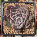 Echeveria 'Chung-Ha' 2" Succulent Plant