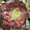 Aeonium 'Madrid' Variegated 3" Succulent Plant