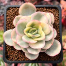 Pachyveria 'Worthy One' Variegated 2" Succulent Plant