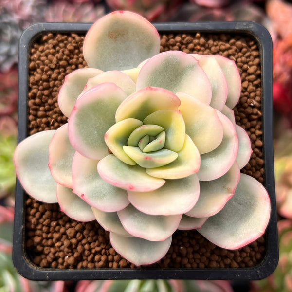 Pachyveria 'Worthy One' Variegated 2" Succulent Plant
