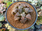 Haworthia 'Atropuska' 3"-4" Succulent Plant