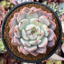 Echeveria 'Hosikage' 4" Succulent Plant