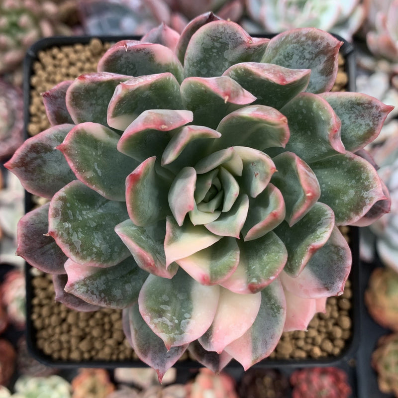 bradburiana succulent Echeveria 'Bradburiana' Variegated 4" Succulent Plant – True Succulents  Plant Co