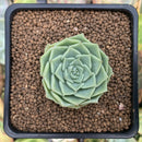 Echeveria 'Laurina' 1"-2" Succulent Plant