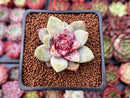 Echeveria 'German Champaign' 1" Succulent Plant
