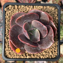 Echeveria 'Blue Metal' Non-Variegated 3" Succulent Plant