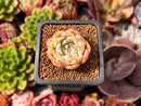 Echeveria sp. 1" Succulent Plant