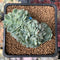 Echeveria 'Primera' Crested 1"-2" Succulent Plant
