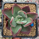 Echeveria 'Santorini' 2" New Hybrid Succulent Plant