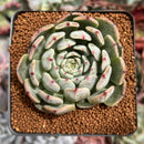 Echeveria 'Jackal' 2"-3" Succulent Plant