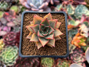 Echeveria Agavoides 'Red Pop' 2" Succulent Plant