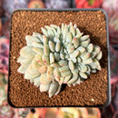 Echeveria 'Monroe' Crested 3" Succulent Plant