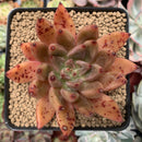 Echeveria Agavoides 'Psyche' 3" Selected Clone Succulent Plant