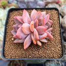 Echeveria 'Sharman' 2" Succulent Plant