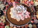 Echeveria 'Laui' 5"-6" Powdery Extra Large Succulent Plant