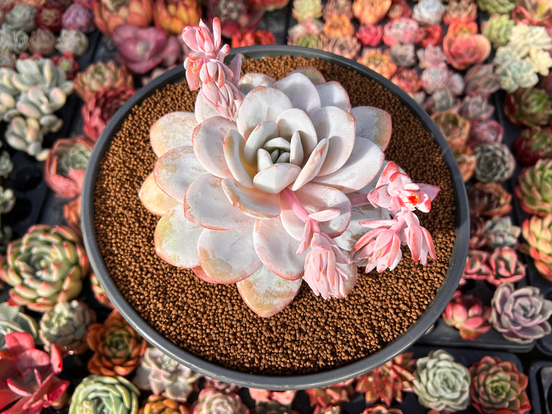 large flowering succulent plants Echeveria 'Laui' 5"-6" Powdery Extra Large Succulent Plant – True Succulents Plant Co
