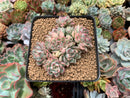 Echeveria 'Mebina' Variegated 4" Large Cluster Succulent Plant