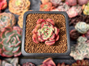 Echeveria 'Victory' 1" Succulent Plant