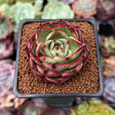 Echeveria 'Marshmallow' 2" Succulent Plant