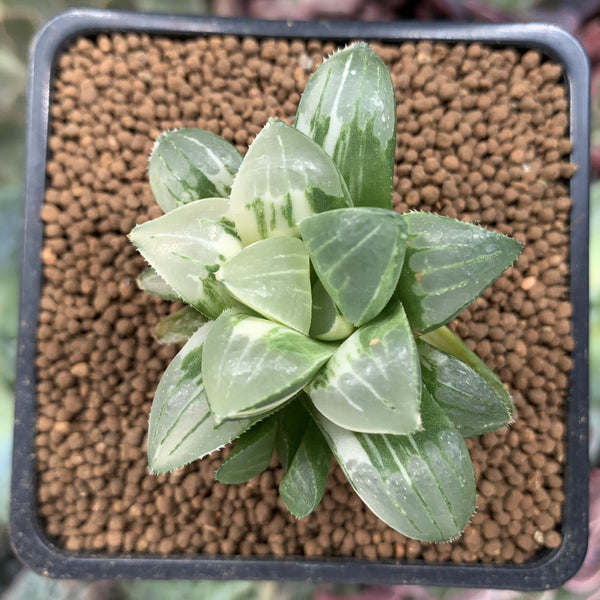 Haworthia 'Retusa' Variegated 1" Succulent Plant