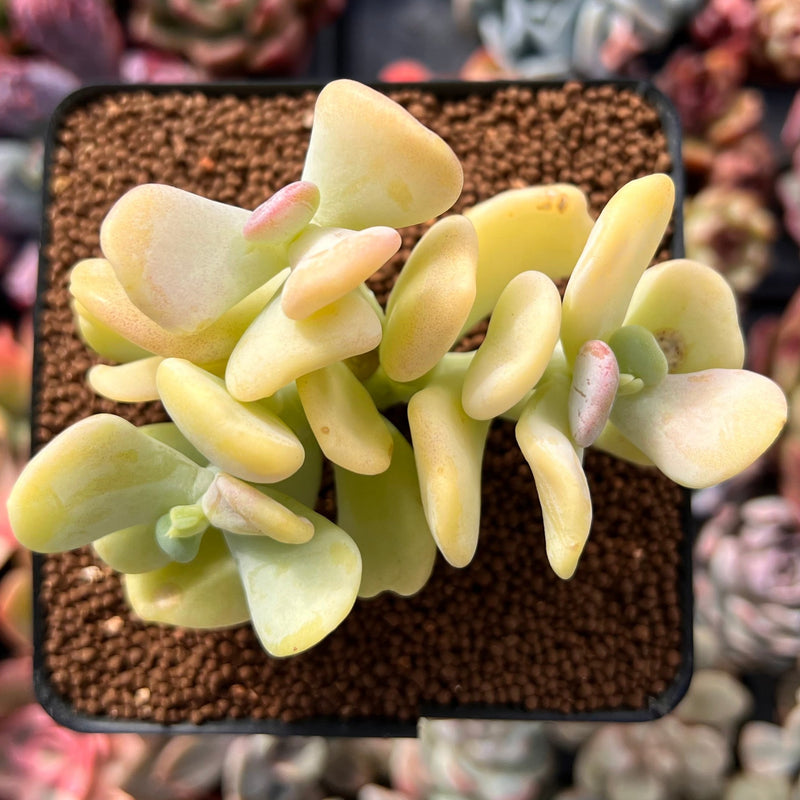 sedum banana succulent Sedum Allantoides 'Banana Beauty' 3" Cluster Succulent Plant