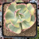 Echeveria 'Enfant' Variegated 2"-3" Succulent Plant
