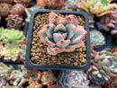 Pachyveria 'Simonasa' Variegated 1" Powdery Succulent Plant