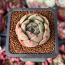 Echeveria 'Monroe Chanel' 1" Succulent Plant