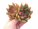 Echeveria Agavoides Diego Sunset 5” Rare Succulent Plant