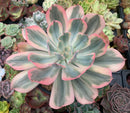 Echeveria 'Secunda' Variegated 7" Large Succulent Plant