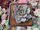 Echeveria 'Silonica' 1"-2" New Hybrid Succulent Plant