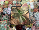 Echeveria 'Fimbriata' Variegated AKA 'Fasciculata' 3"-4" Succulent Plant