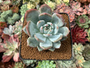 Echeveria 'Ivory' 2” Succulent Plant