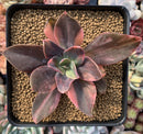 Echeveria 'Hanaikada' Variegated 2" Succulent Plant
