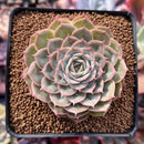 Echeveria 'Onslow' 2"-3" Succulent Plant