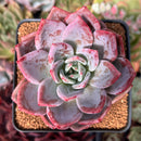 Echeveria 'Purple Champaign' 3" Succulent Plant