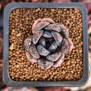 Echeveria 'Black Raccoon' 1" Succulent Plant