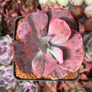 Echeveria 'Dream and Phantasm' Variegated 2” Succulent Plant