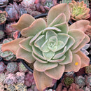 Echeveria 'Pastel' 5"-6" Succulent Plant