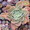 Echeveria 'Pastel' 5"-6" Succulent Plant