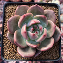 Echeveria 'Monroe Chanel' 3" Succulent Plant