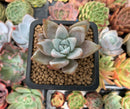 Echeveria 'Mexican Giant' 2" Succulent Plant