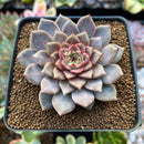 Echeveria 'Cindy' 2" Succulent Plant